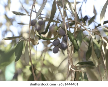 Huile d'olive bio des Mées fruité noir