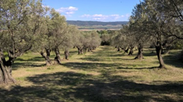 Olivettes en Haute Provence — Les Mées